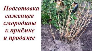 Как готовятся саженцы смородины к продаже