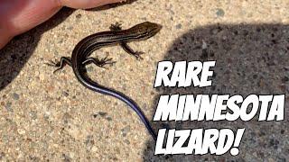 I found a RARE Lizard in Minnesota!