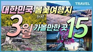 2025년 한국관광공사가 추천하는 대한민국  3월 봄꽃여행지 15곳 #3월봄꽃여행지추천, #봄꽃여행, #국내여행지추천,