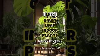 Best giant leaf indoor plants / large leaf houseplants #indoorplants #short #lowlightplants