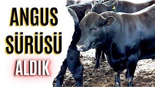 ANGUS SÜRÜSÜ ALDIK