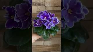 АВ-Мозаика снов (sp) #фиалка #цветы #комнатныерастения #сад #сенполия