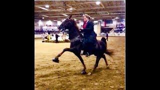 SCARY VIDEO OF "BIG LICK" TENNESSEE WALKING HORSE - ASHEVILLE, NC - OCT. 5, 2018