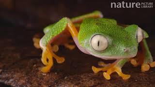 Leaf frog blinking its eyes and turning around, Orellana Province, Ecuador.