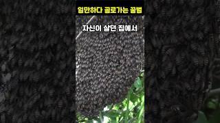 불쌍한 꿀벌의 일생