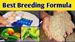 Birds Breeding Formula | Evion Capsule 600mg | Birds Breeding Medicines | MBS Vlogers.