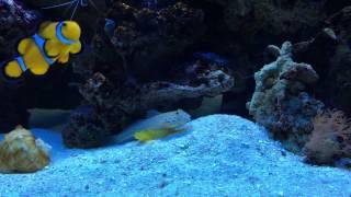 diamond watchman goby laying on top of a yellow watchman goby