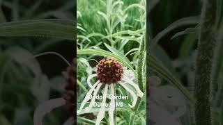 Oudolf Garden Visit #5 #ihavethisthingwithplants #oudolfgarden #gardenvisit