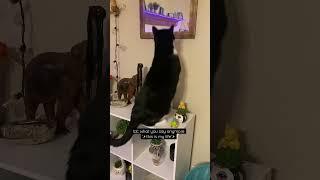Sometimes a cats just gotta look in the mirror ok.. #lol #cats #catlover #funny #shorts #catvideo