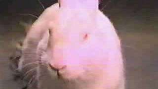 Cadbury Bunny Ad