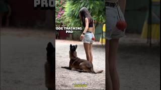 Train Your Dog the Easy Way #DogTrainingMadeEasy #PetTips #TrainingSuccess #DogCare #dogtraining #k9