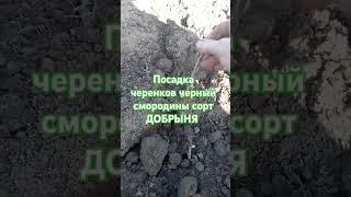 Посадка черенков черный смородины сорт ДОБРЫНЯ 30.03.25г #сад #дача #питомник #черенки  #добрыня