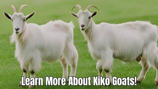 Exploring the Kiko Goat Breed: A Valuable Asset in Modern Farming