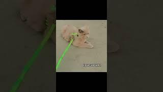 Всем Мяу, меня зовут Тимон, а вас? помурчим? #tiktok #животные #кот #animals #коты
