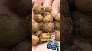 10 April 2025 Hans fruit have you every trade#short#junglee medicine#222 kitchen garden#