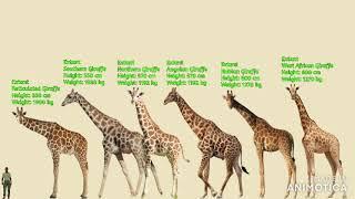 ARTIODACTYLA: Giraffids, Camels, Hippos & Others Size Comparison