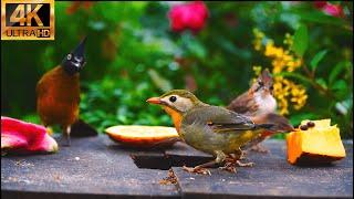 Birds and Squirrels Tree Gathering After Rain ️ Long-Play Cat TV (4K HDR) | 10 Hours of Fun