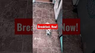 Cute Doggo Asking for Breakfast