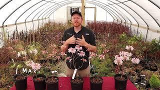 'Spring Sensation' Native Azalea - FUN FLOWERS