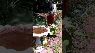 Robin at the bird bath, spies camera spying!