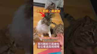 【眾生佛前渡】我是戰餃，兩年前感動了無數人，兩年後你還記得我嗎？ #貓貓 #流浪貓 #收養 #感動 #cat #成長記録 #感恩