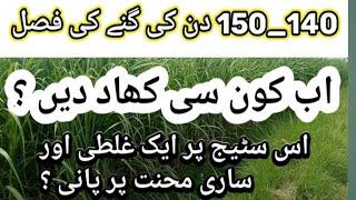 what type of fertilizer  apply in sugarcane after 140 to 150 days || how to fertilize sugarcane.