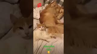 Totally Random Funny Animal Videos part 01 #shorts