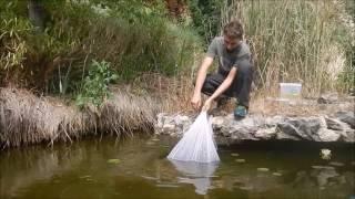 Pèche à l'épervier : biotope eau trouble