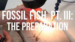 Fossil Fish, PT. III: The Preparation