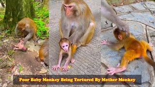 Poor Baby Monkey Being Tortured By Mother Monkey