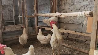 тезкор факт: 36/1 36 макён 1 хуроздан натижа 3-кисм #факт#бизнес#poultryfarming#1000