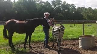 Hybrid Animals Making || Zebra & Horse New Animals Born Wow biggest Experiment Science