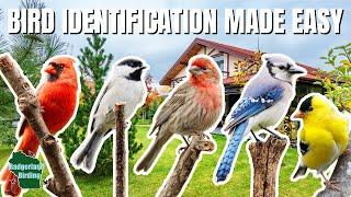 The ULTIMATE Backyard Bird Identification Guide!