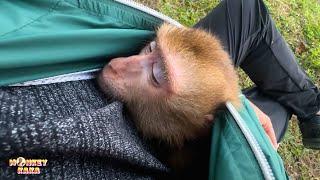 Monkey Kaka crawled into Dad's warm coat to sleep looking so pitiful