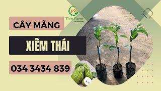 Về giống mãng cầu xiêm thái đẹp tại Tiên Farm| 0343434839