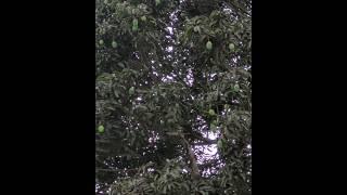 eating Raw Mango | #rawmangoes | #shorts | @AYESHA'S PLANET