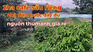 Bán 2ha nhà điện chuồng trại chăn nuôi đầy đủ,cà phê sầu riêng,giá rẻ lh 0366592989