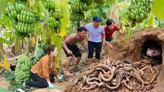 Harvest Queen Banana to sell - Female hunter discovers extremely poisonous snake nest in banana bush