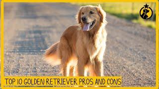 Top 10 Golden Retriever Pros and Cons