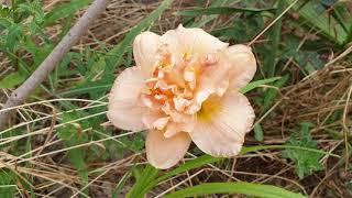 Siloam Double success hemerocallis