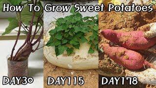 How To Grow Sweet Potatoes2