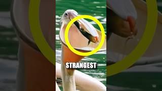You WON'T believe the sounds these birds make! 