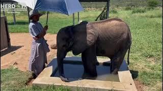 Farewell to Baby Elephant Orphan, Snare Victim, Fenya