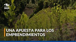 La hoja de coca es insumo para la realización de productos, en la COP16