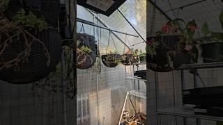 Getting a little cold outside so we brought our petunias into the greenhouse