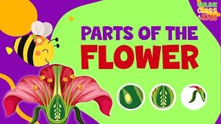 Parts of a Flower | Pollination Video | Science for Kids |  Parts of Flower and their Functions