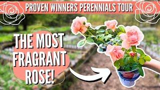 Nursery Tour! The EASIEST Perennials to Grow!