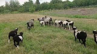 ягнята бронь ,продажа +79181496386