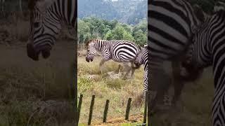 The confusing behavior of a leopard being kicked and bitten by a zebra Zebra