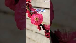 이꽃이 설중매